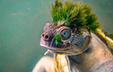 Loài rùa có bộ “tóc xanh” chất chơi nhất thế giới động vật