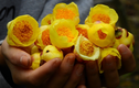 Cận cảnh loài trà hoa quý hiếm chống ung thư nở tại VQG Cát Tiên
