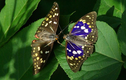 Loài bướm có khả năng đánh giá môi trường, là Quốc điệp Nhật Bản