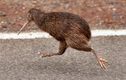 Kiwi – loài chim siêu năng lực khiến con người phải thán phục
