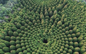 Nguồn gốc vòng tròn cây kỳ lạ ở Nhật Bản, nghi của người ngoài hành tinh