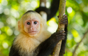 Khỉ thầy tu – Tìm hiểu về loài khỉ thông minh nhất thế giới