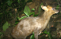 Bẫy ảnh “tóm” nhiều động vật hiếm thấy ở Thừa Thiên - Huế