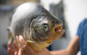 Phát hiện loài cá răng giống hệt người, thích ăn tinh hoàn 