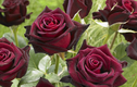 Ngỡ ngàng những loài hoa hồng lạ, đẹp nhất thế giới