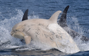 Giải mã cực "sốt" cá voi bạch tạng siêu hiếm lộ diện ở Nhật 