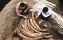 Phát hiện 1.000 ngà voi cổ đại, chuyên gia hốt hoảng “Chôn ngay“!