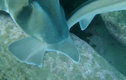 Video: Khoảnh khắc cá mập tán tỉnh nhau
