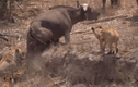 Video: Trâu rừng gặp nạn, “500 anh em” lao tới uy hiếp sư tử