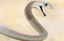 Top 10 loài rắn nguy hiểm nhất thế giới 