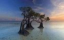 Loài “cây nhảy múa” độc đáo trải dọc bãi biển đảo Sumba 