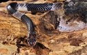 Cận cảnh loài rắn độc nhất châu Á: Hổ mang chúa chưa là gì! 