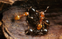 Sự thật kinh hoàng về loài kiến bất tử nổi tiếng nhất TG 