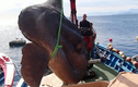 Đi đánh cá, bất ngờ tóm được “quái vật tiền sử” ở Địa Trung Hải 