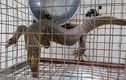 Cá thể kỳ đà vân bị nhốt giữ ở nhà hàng Huế: Quý hiếm sao?