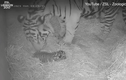 Giống hổ vừa chào đời ở sở thú London: Loài quý hiếm nhất thế giới! 