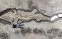 “Rồng biển” huyền thoại dài khủng 10m bất ngờ lộ diện, ai cũng sốc 