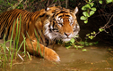Điểm danh những loài hổ quý hiếm nhất thế gian: Toàn loài nguy cấp! 