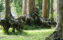 Lạ lùng những bộ rễ cây khổng lồ kỳ quái mọc đầy ở Trà Vinh 