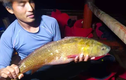 Cá vàng lấp lánh xuất hiện ở Hà Tĩnh: Nghi loài cực quý hiếm! 