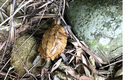Rùa quý hiếm được phát hiện ở Quảng Ngãi: Lập tức thả về rừng!