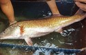 Một loài cá có thứ "quý hơn vàng" ở Việt Nam được cả TG săn đón