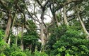 Chiêm ngưỡng cây đa hơn 800 năm tuổi trên bán đảo Sơn Trà 