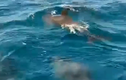 Đàn cá heo kéo về "nhảy múa" ở biển Khánh Hòa: Điềm báo may mắn? 