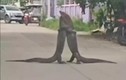 Hai con kỳ đà đánh nhau giữa đường Thái Lan, giao thông tắc nghẽn