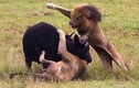 Video: Mẹ con trâu rừng chết thảm trước 3 con sư tử đực