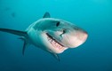 Hải Phòng: Một người dân bị cá mập cắn nguy kịch