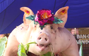Độc đáo Lễ hội rước lợn ông Bồ ở Hải Phòng