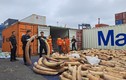 Vụ bắt giữ 7 tấn ngà voi: Thưởng 320 triệu cho các tập thể