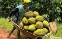  ‘Vua trái cây Việt’ thu về hơn 1 tỷ USD chỉ trong 2 tháng