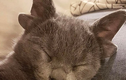 Video: Netizen “náo loạn” vì mèo bốn tai hiếm có khó tìm