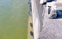 Video: Cảnh tượng lạ có 1-0-2: cả đàn cá xếp hàng dọc bơi thẳng tắp