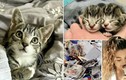 Video: Hành trình sống sót kỳ diệu của hai chú mèo mồ côi tội nghiệp