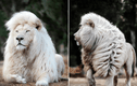 Video: Cận cảnh vẻ đẹp của sư tử trắng hiếm hoi xuất hiện ở Nam Phi