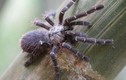 Video: Bất ngờ với nhện khổng lồ ẩn nấp bên trong thân tre