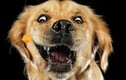 Video: Thích thú với loạt ảnh vui nhộn về những chú chó bắt khối phô mai