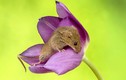 Video: Xỉu ngang xỉu dọc với bộ ảnh chuột đồng đu bám trên hoa tulip