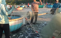 Video: Rộn ràng mùa cá trích Phan Thiết, ngư dân thu nhập khủng