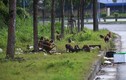 Video: Khỉ tràn xuống đường xin ăn và tác hại cho thiên nhiên Sơn Trà