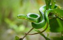 Video: Top loài rắn cực độc, giết người trong tích tắc
