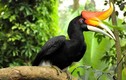 Video: Kinh ngạc 10 loài chim có chiếc mỏ kỳ quái nhất quả đất