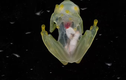 Video: Kỳ lạ ếch thuỷ tinh trong suốt nhìn rõ toàn bộ bên trong cơ thể