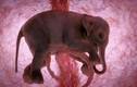 Video: Ảnh siêu âm 4D sắc nét về động vật khi còn ở trong bụng mẹ