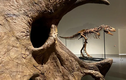 Video: Đấu giá bộ xương khủng long quý hiếm 76 triệu năm tuổi