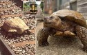Video: Dịch vụ đường sắt gián đoạn vì chú rùa lang thang trên đường ray