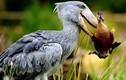 Video: Loài chim có bộ mặt “khó ở” nhất thế giới có tấn công con người ?